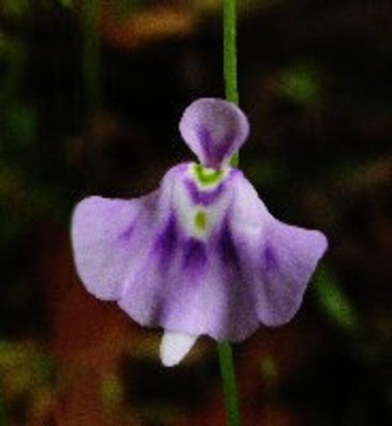 Utricularia Microcalyx Fancy Ghost image 1