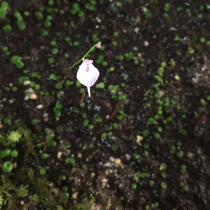 Spooky Ghost Utricularia Pubescens 8O Face Flower image 3