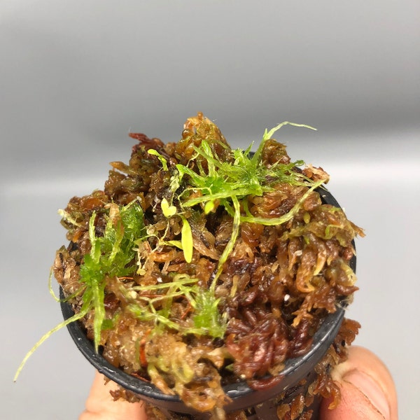 Rare Utricularia Unifolia Seedling