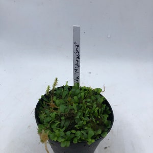 Utricularia Livida Michoacán image 6