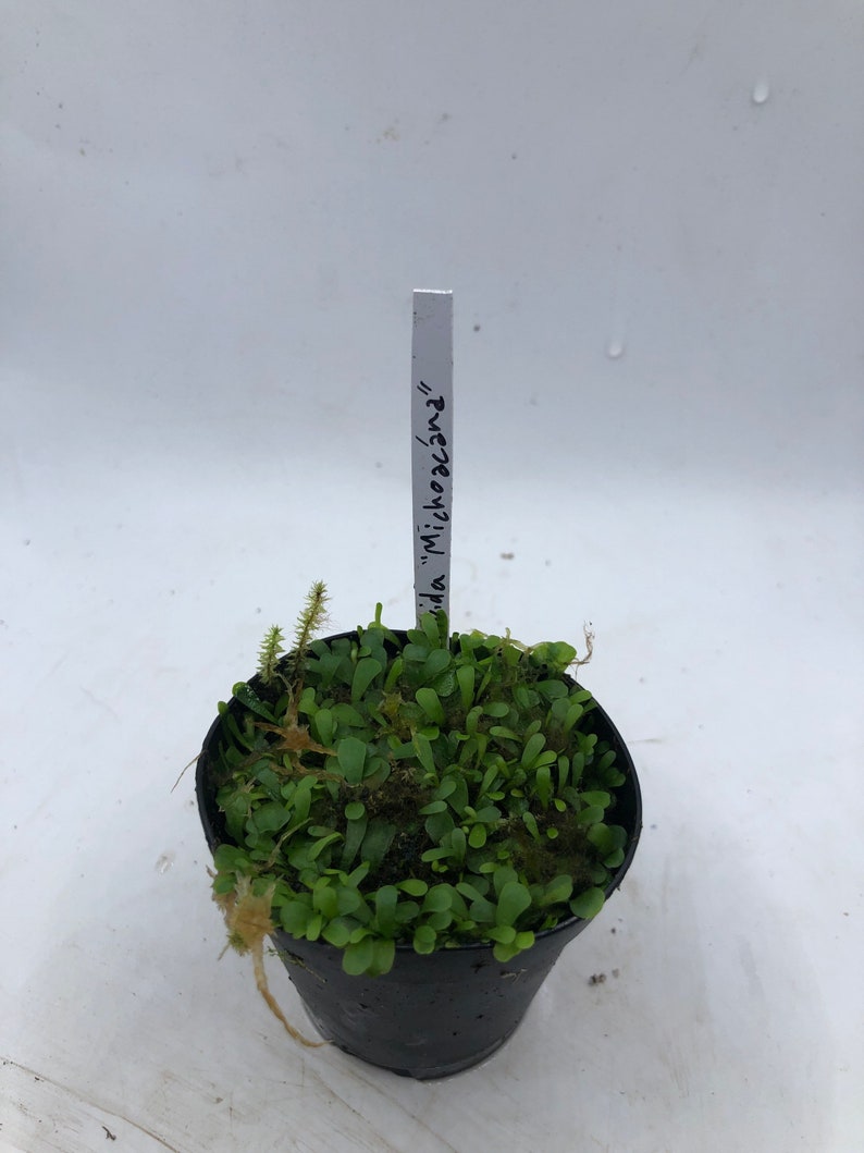 Utricularia Livida Michoacán image 6