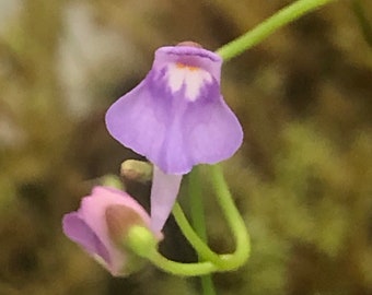 Utricularia Tridentata El Pinar