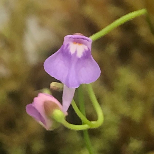 Utricularia Tridentata El Pinar