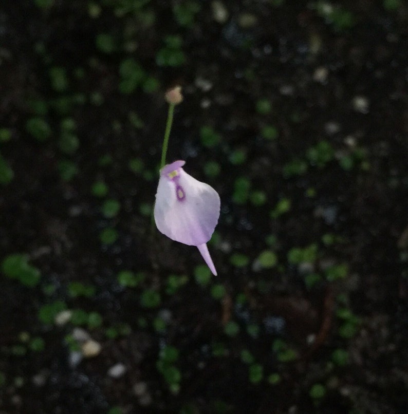 Spooky Ghost Utricularia Pubescens 8O Face Flower image 1