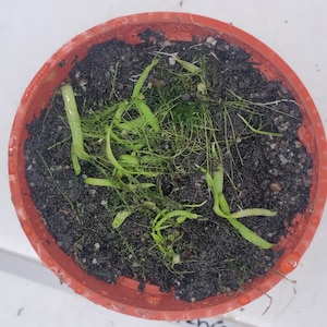 Utricularia Prehensilis Easy Terrestrial