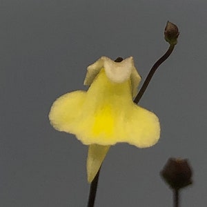 Genlisea Repens 1 SEED POD