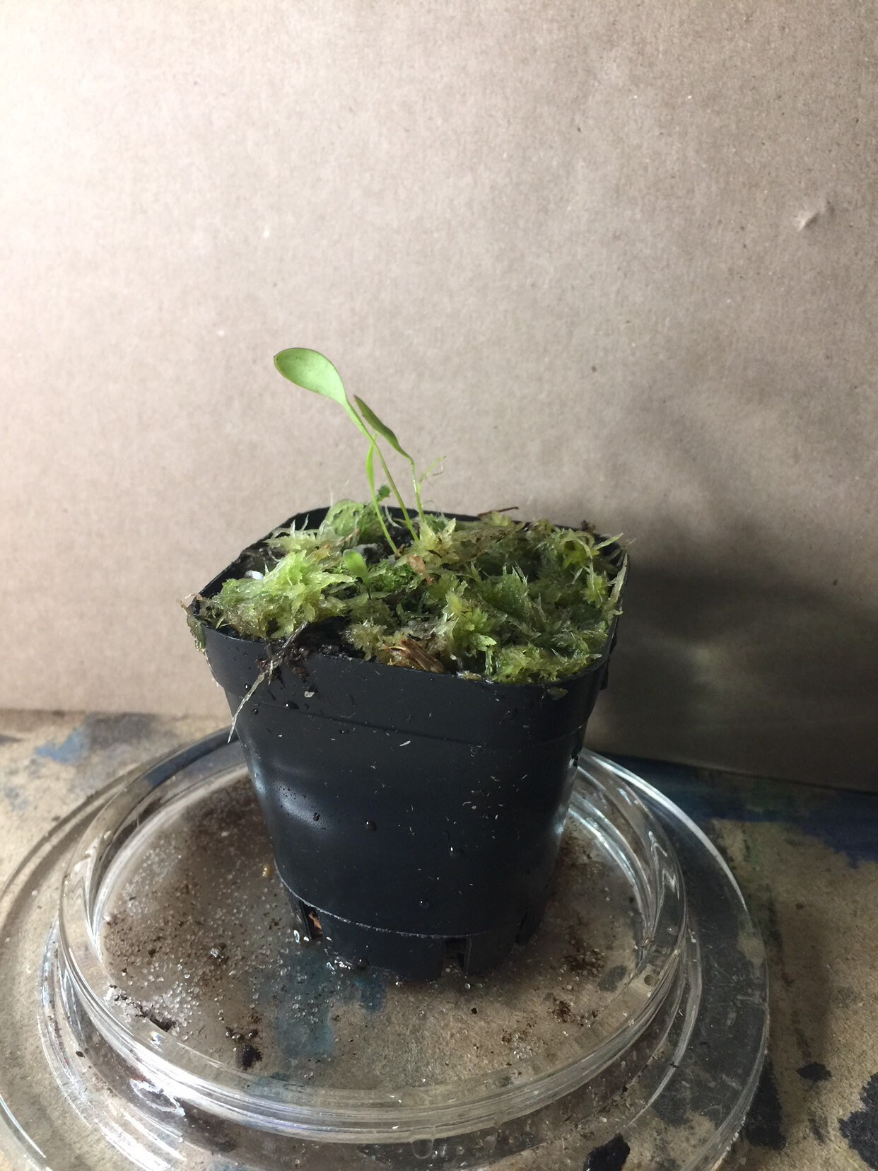 Hybrid Utricularia Humboldtii X Alpina Carnivorous Orchid - Etsy