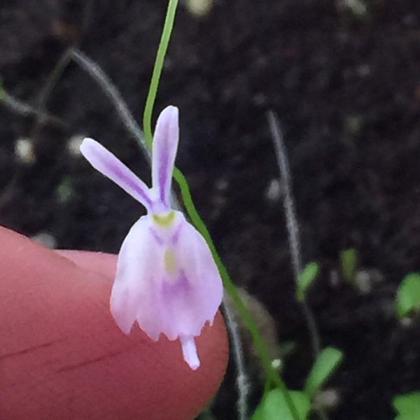 Angry Bunny Utricularia Sandersonii >:o