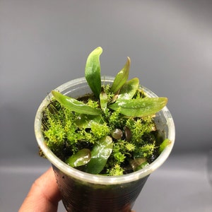 Utricularia Longifolia White Flower