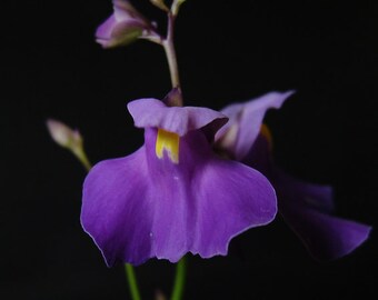 Utricularia Longifolia