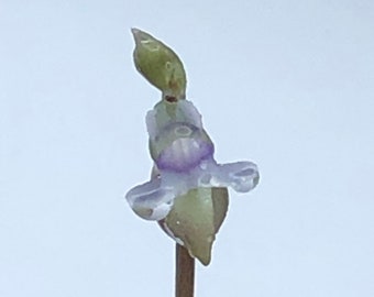 Utricularia Uliginosa