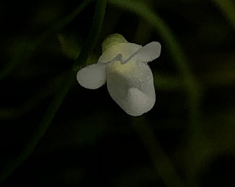 Utricularia Hispida Unusual Terrestrial