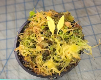 Utricularia Uxoris