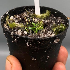 Utricularia Longiciliata