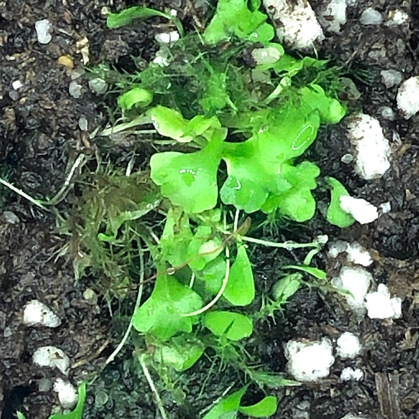 Super Rare Utricularia Sandersonii “Peter Rabbit”