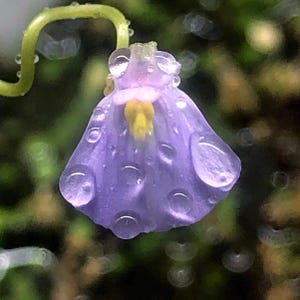 Utricularia Beaugleholei