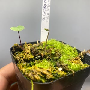 May include: A small black plastic pot containing green moss and two tiny plants with thin stems. One plant has a small heart-shaped leaf, and the other has a narrow, upright sprout. A white plant marker is inserted with the text U. cornigera Big Sister.