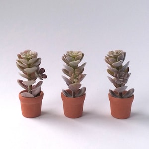 Miniature Plant Modern Miniature Potted Succulent Dollhouse Diurama House Decor, scale 1/6, 1/12