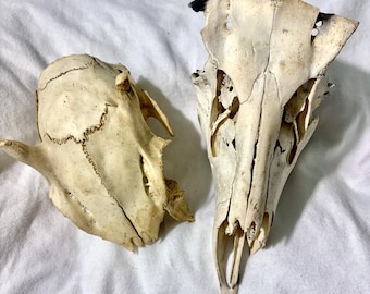 Whitetail Deer Coyote Skull Set, Charred Bone Specimens, Gothic Oddities Decor
