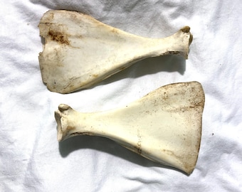 Real Animal Scapula Bones, Natural Shoulder Blades, Oddities Decor, Dark Academia Supply