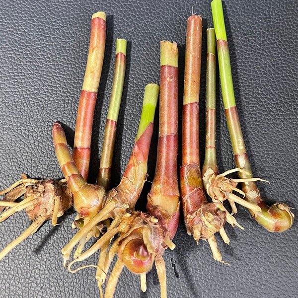 Insulin - cuttings with roots