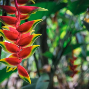 Heliconia rostrata (hanging flower) - Rhizome