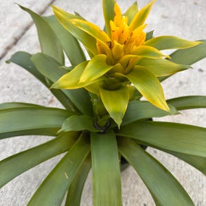 yellow bromeliad 1 plant