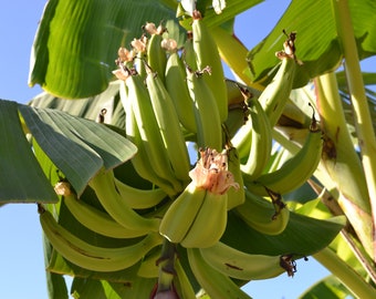 Plantain plant rhizome