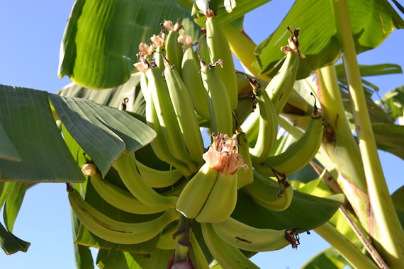Plantain plant rhizome