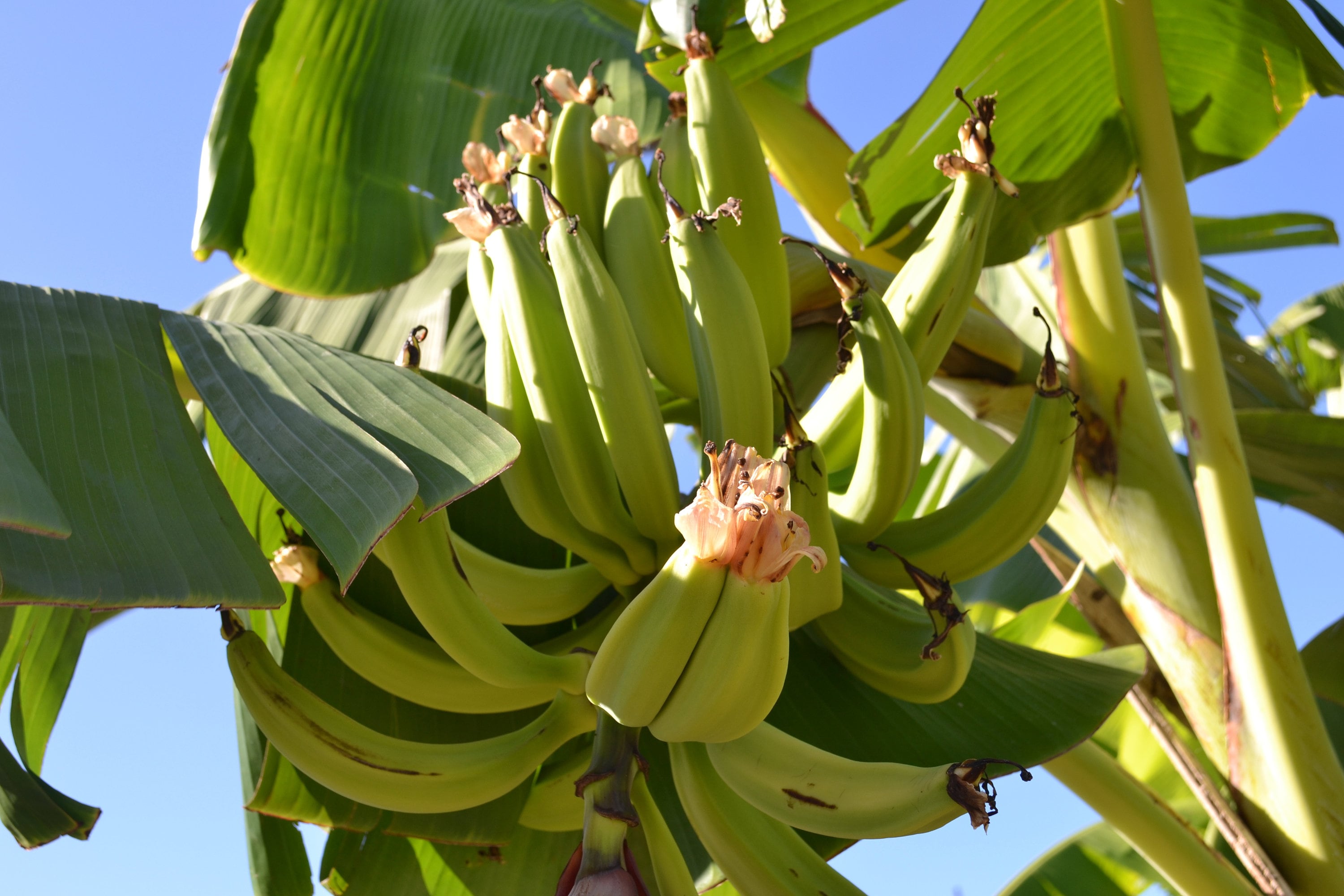 Plantain plant rhizome