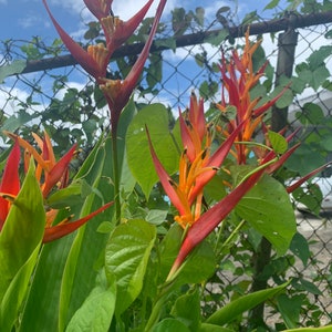 Heliconia choconiana psittacorum (Exotic plant) Rhizome