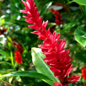 Red ginger (Exotic plant) Alpinia purpurata - 2 Rhizome