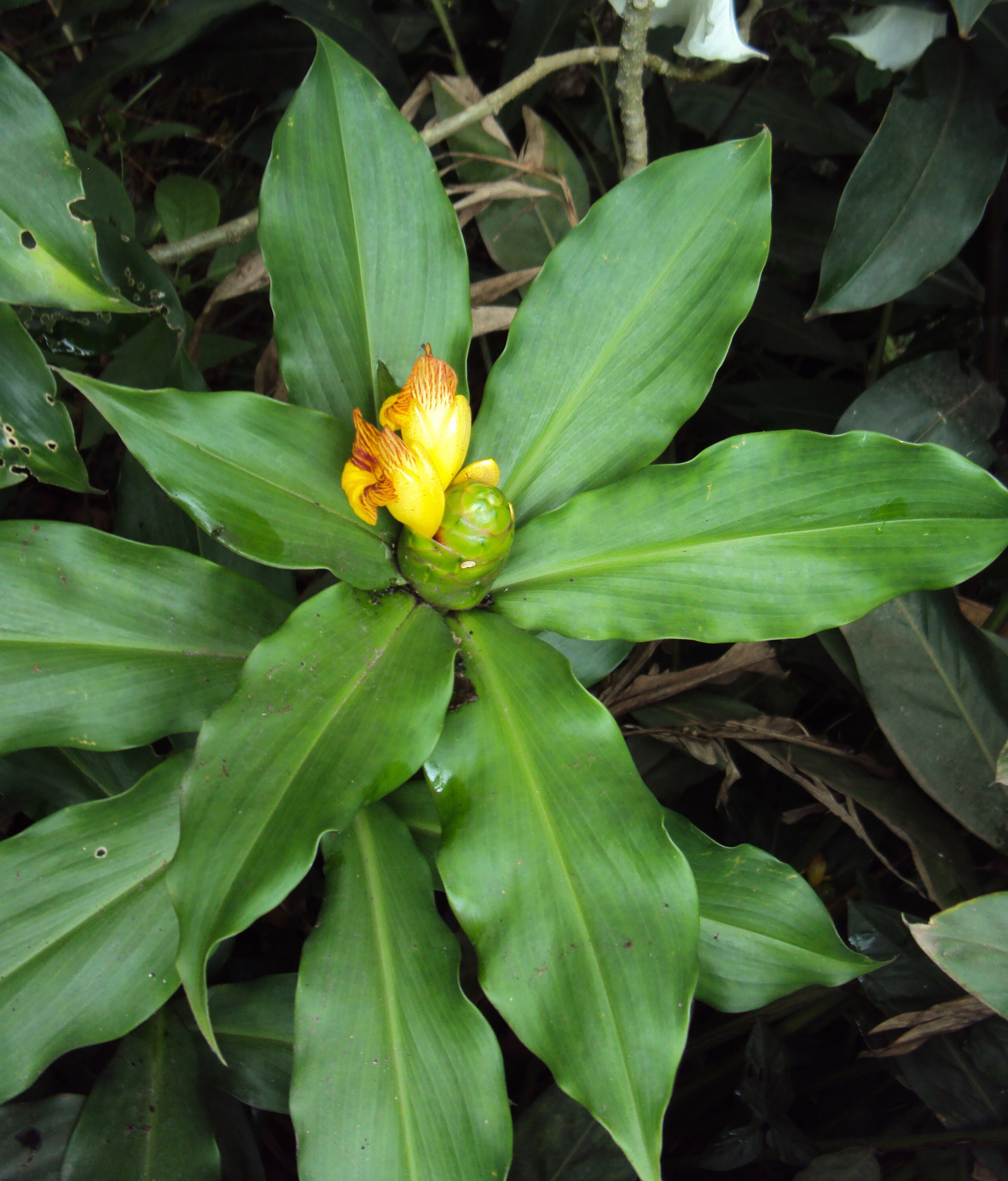 insulina - (Costus igneus) leaves 30