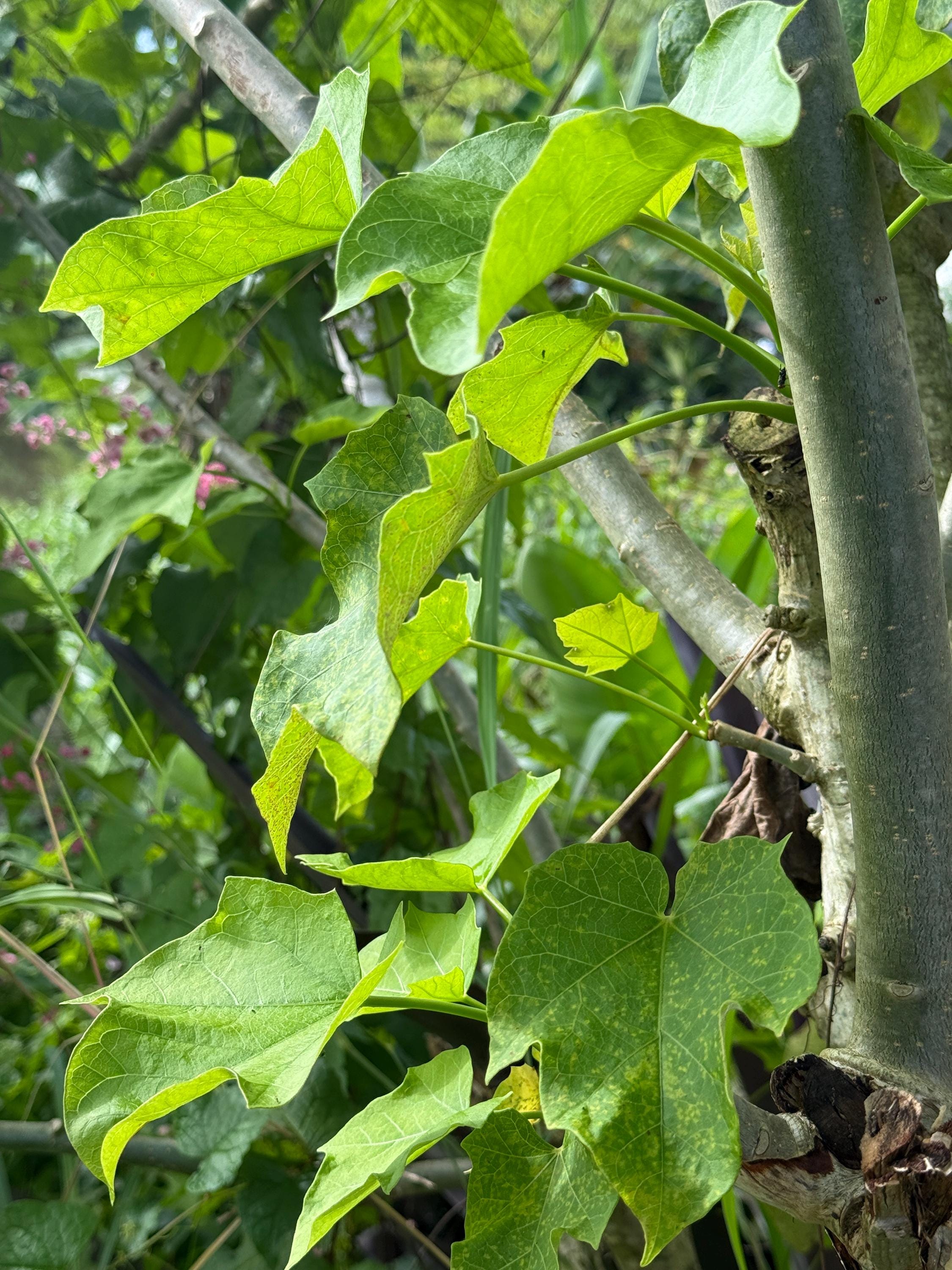 Euphorbia Lathyris - Wikipedia, La Enciclopedia Libre - Foto 10