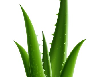 Aloe vera (Aloe) - 1 Baby plant