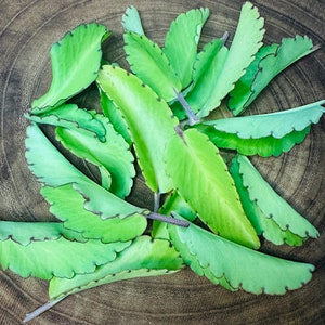 30 leaves of Kalanchoe pinnata