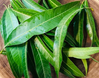 50 Live mango leaves (Mangifera indica)