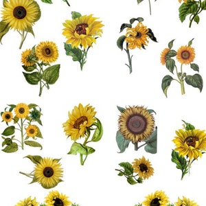 Transfert Tournesol - Belles And Whistles, Dixie Belle Rub on Transfer / bricolage / recyclage de meubles / peinture à la craie !