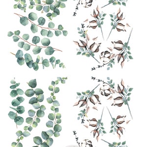 May include: Watercolour illustrations of eucalyptus leaves and cotton bolls. The illustrations are in shades of green, brown, and white. The text "Belles and Whistles" is in a circle at the bottom of the image.