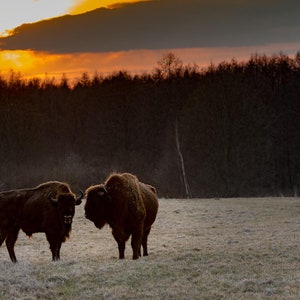 May include: Two brown bison stand in a field facing each other at sunset. The bison are silhouetted against a bright orange sky with a few clouds.