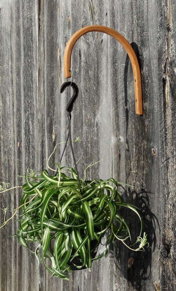 Oak Bentwood Plant Hangers - Hand Crafted, Notched with Ring Hanger