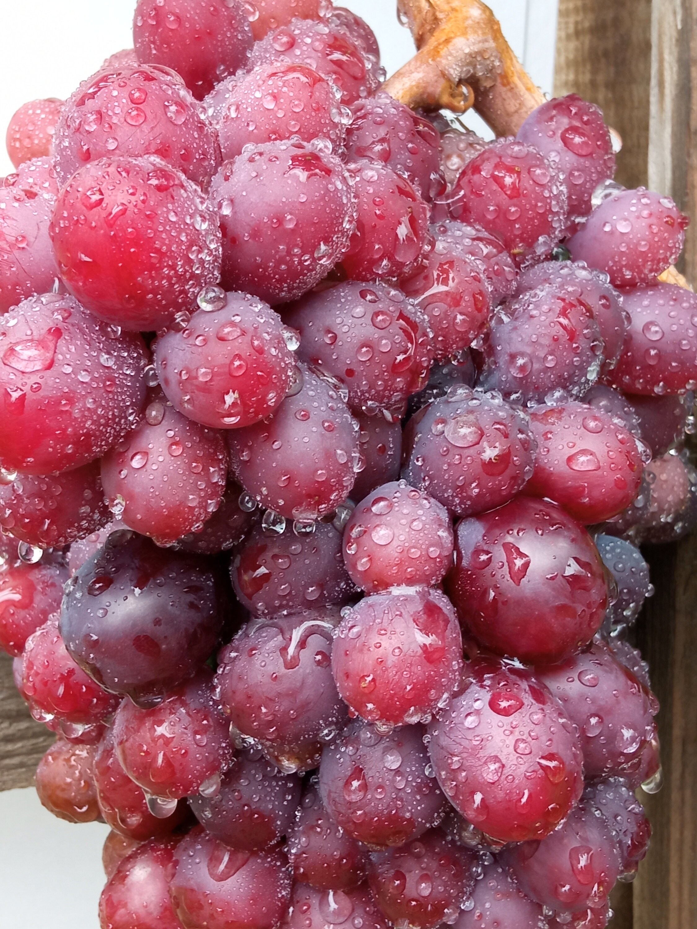 SENATOR Three Fresh Grape Cuttings Etsy