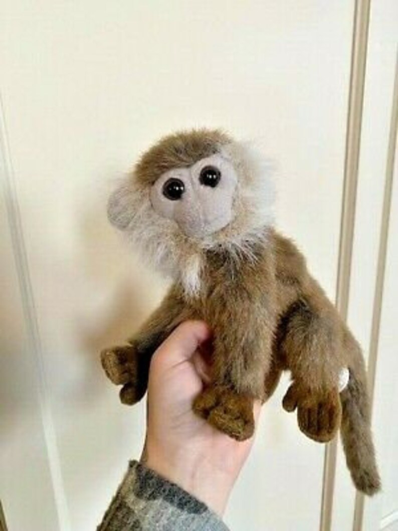 hansa capuchin monkey