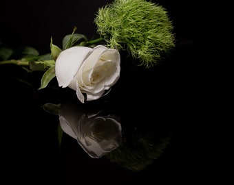 Styled Stock Photo/Floral Stock Photo/White Rose/Full Res File/Digital Download wall art