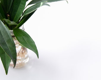 Styled Stock/Plant/Stock Photography/Stock Image/Full Res File/Instant Download File