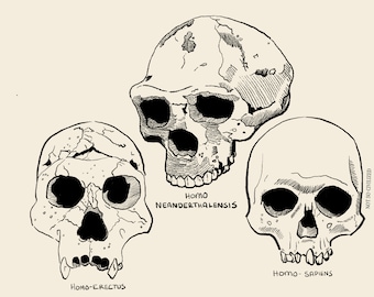 Skulls Tee / Homo-Erectus / Homo Neanderthalensis / Homo-Sapiens / Human / Not So Civilized / Archaeology Gift
