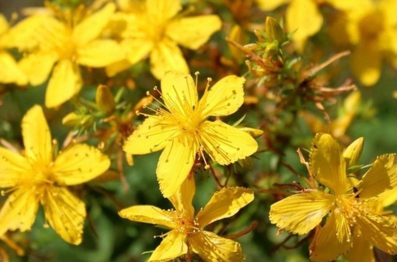 Видео зверобоя. Hypericum calycinum. Зверобой. Зверобой цветок. Зверобой трава для дошкольников.