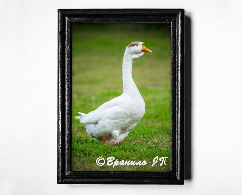 desktop goose for ipad desktop goose for ipad