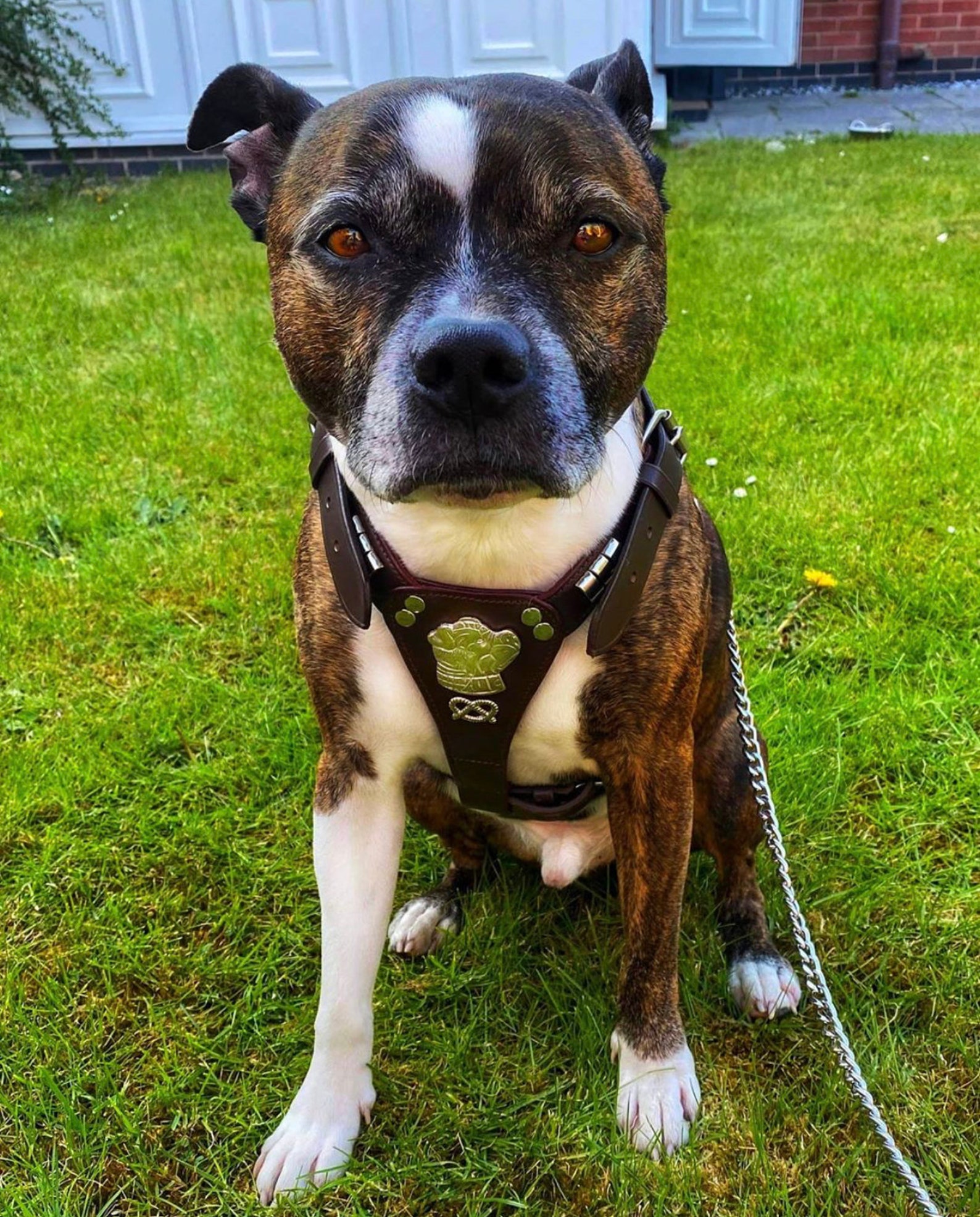Leather Dog Harness Lead Set Studded Staffy Face and Knot With Etsy