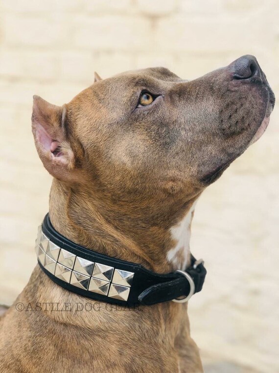 silver collar for dogs